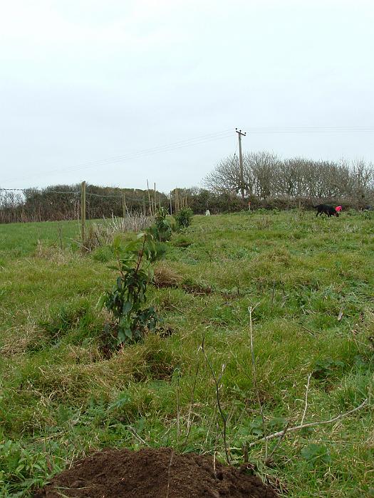 3 Planting Trees (19)